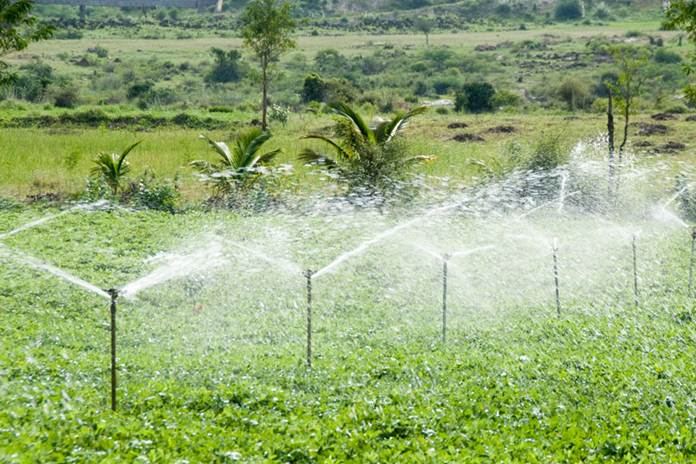 Cara Mengatur Sistem Irigasi Hijauan Pakan Ternak Secara Efisien