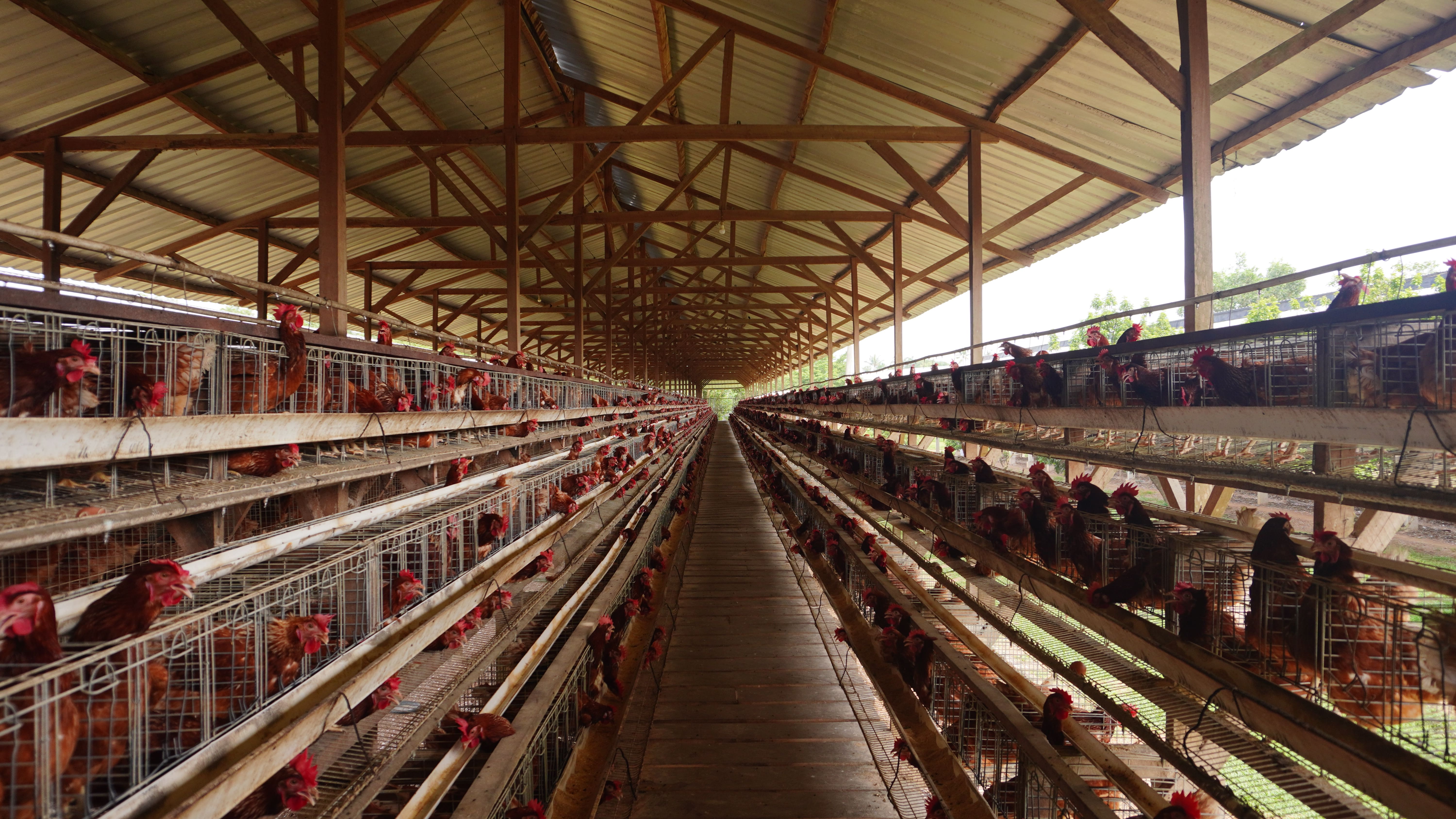 Sistem Kandang Bertingkat: Solusi Efisien untuk Lahan Terbatas