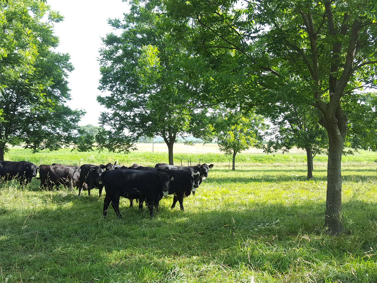 Ternak dan Agroforestry: Kolaborasi yang Menguntungkan untuk Alam dan Peternak