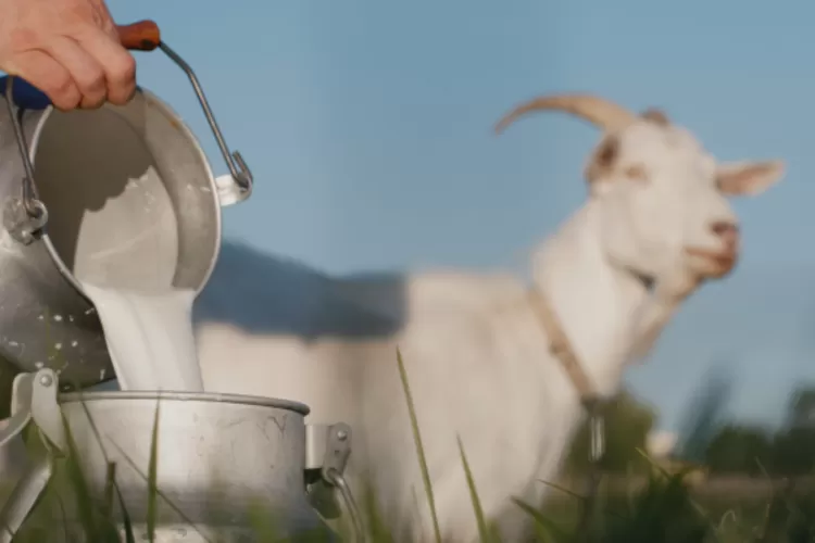 Ternyata Susu Kambing Tidak Hanya untuk Manusia