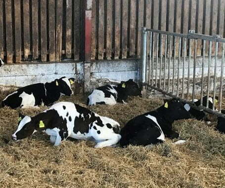 Tips Menangani Ternak yang Stres karena Perubahan Cuaca Ekstrem