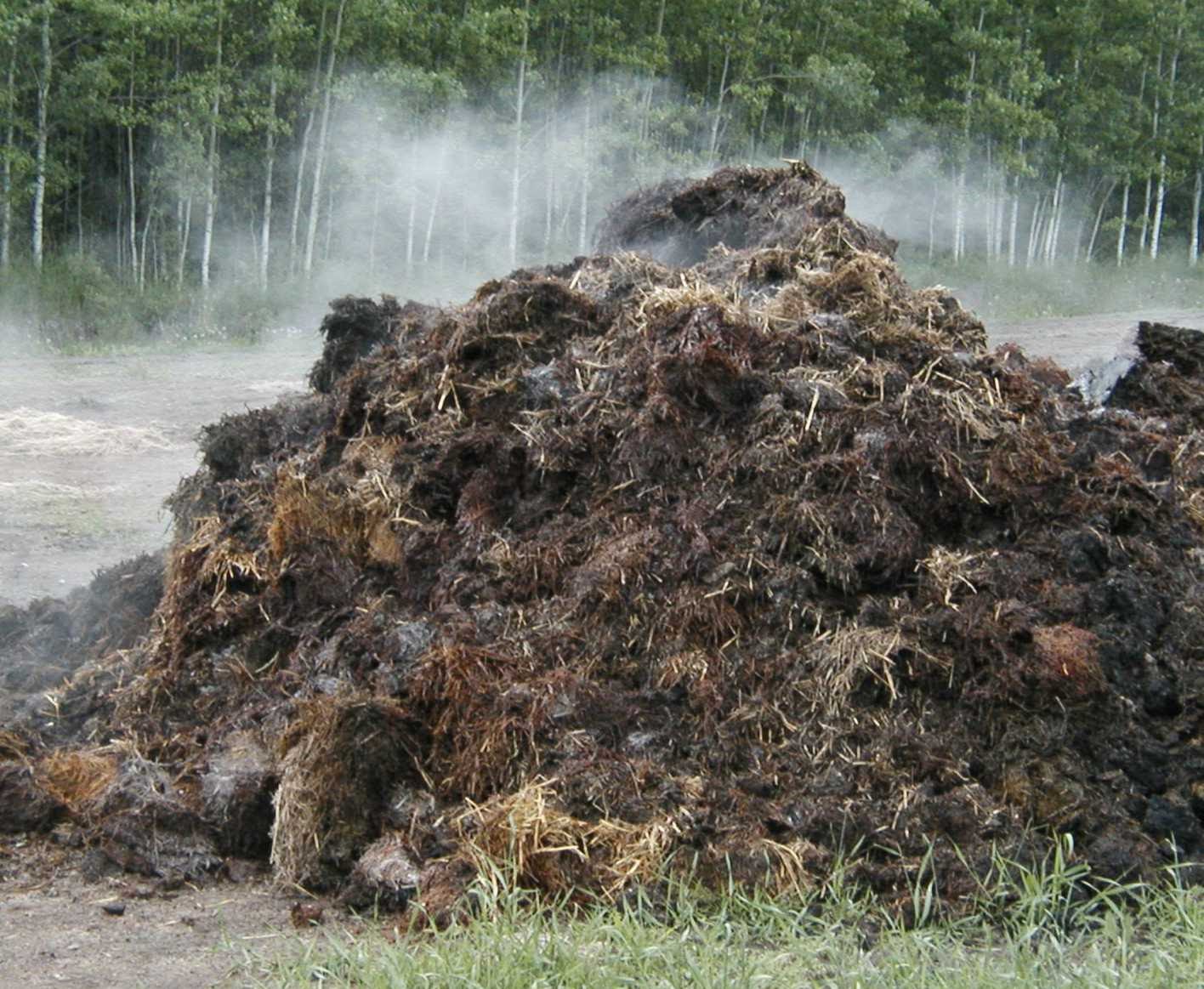 Penerapan Zero Waste di Peternakan: Mungkinkah?