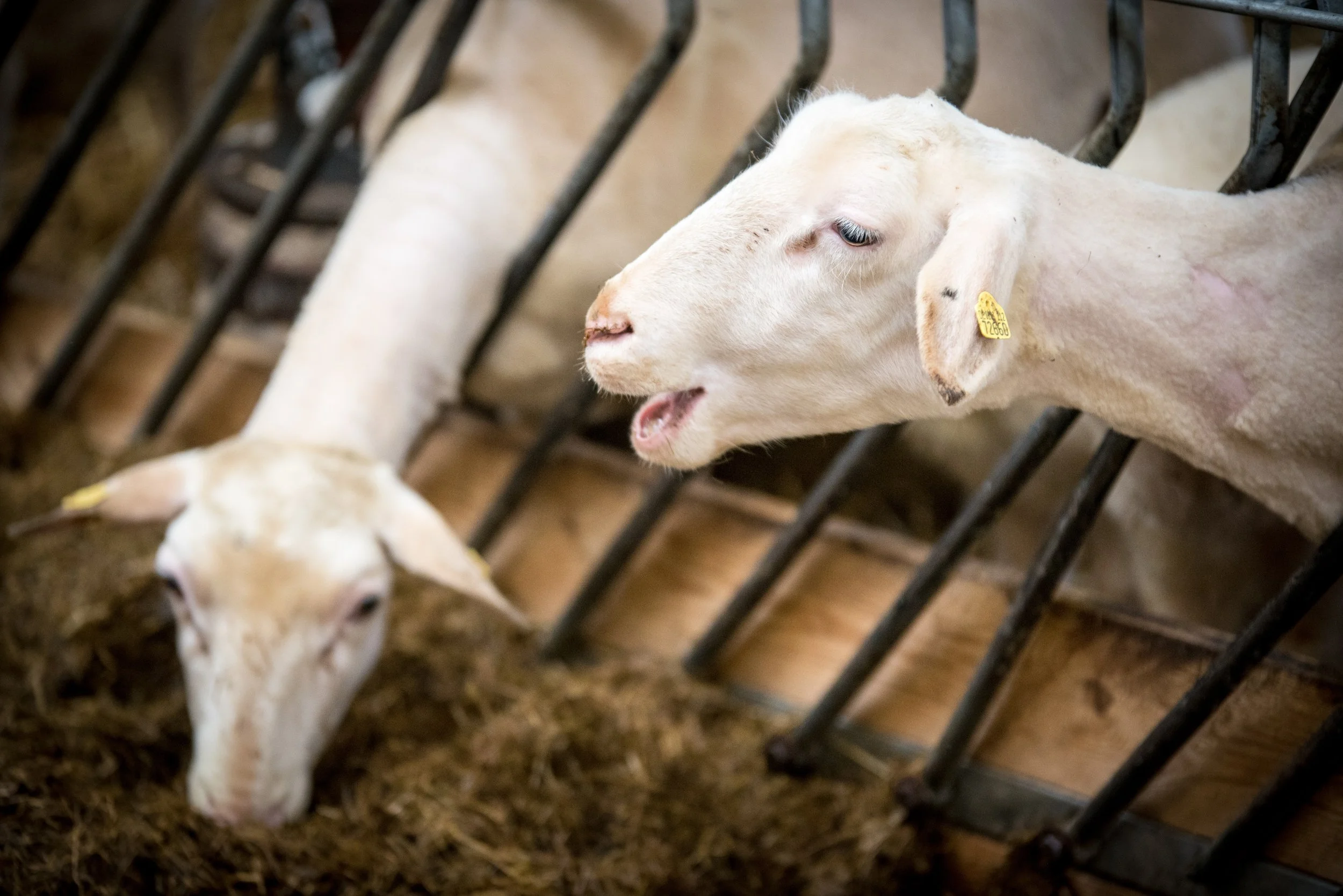 Plastik Silase untuk Fermentasi Pakan Ternak Kambing dan Domba