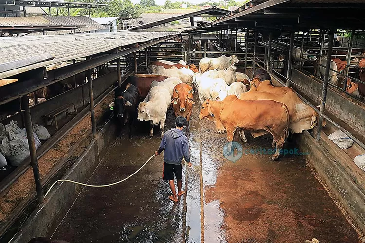 Kiat Menjaga Kebersihan Kandang tanpa Ribet