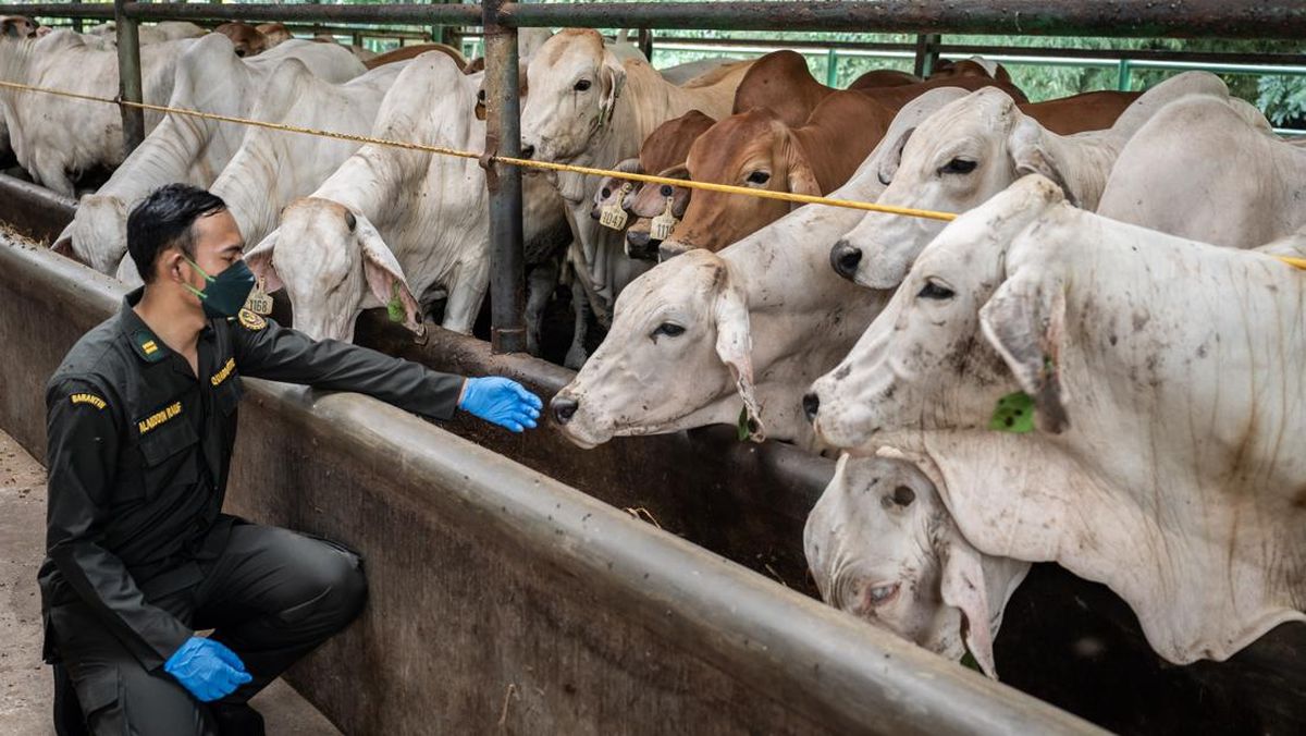 Sistem Biosekuriti: Melindungi Peternakan dari Ancaman Penyakit