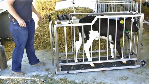 Cara Kalibrasi Timbangan Ternak untuk Hasil Timbang Akurat