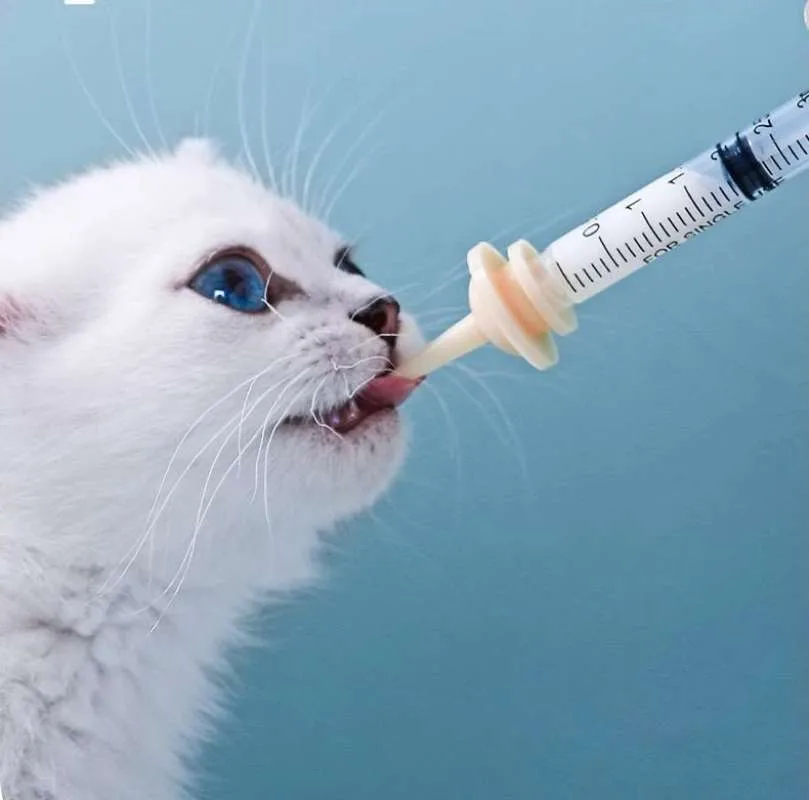 Perawatan Anak Hewan Lebih Mudah dengan Dot Miracle dan Spuit Kucing Kitten